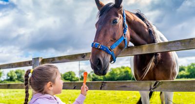 Public urged to stop feeding horses without permission